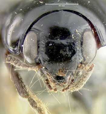 Media type: image;   Entomology 7416 Aspect: head frontal view